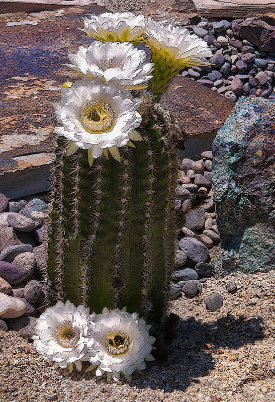 Cactus Poster featuring the photograph Blooms Everywhere by Sandra Selle Rodriguez