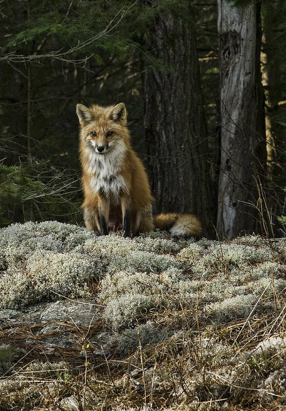 Algonquin Park Poster featuring the photograph Foxy Lady - Algonquin Park by Alan Norsworthy