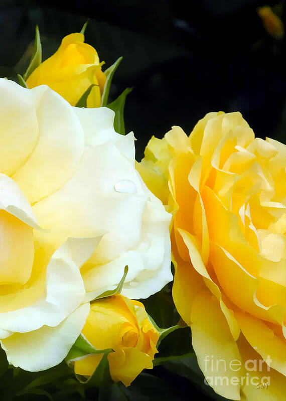 Portrait Poster featuring the photograph Yellow Rose by Sami Martin