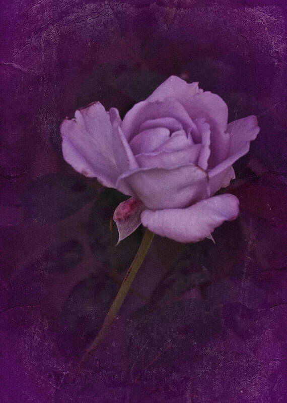 Purple Rose Poster featuring the photograph Vintage August Purple Rose by Richard Cummings