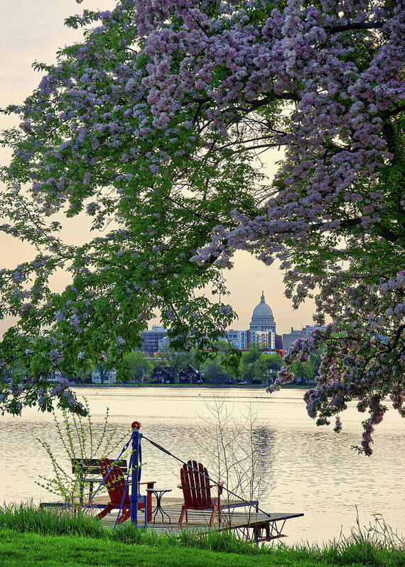 Monona Poster featuring the photograph Magnificent Monona Bay Morning - Wisconsin capitol with flowering cherry at Lake Monona by Peter Herman