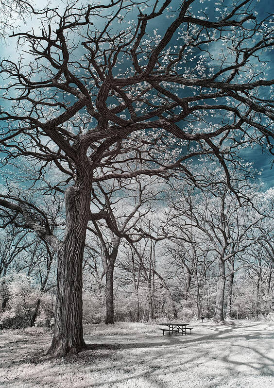 Oak Poster featuring the photograph The Picnic Oak - Oak leafing out at Lake Kegonsa state park with picnic table in infrared by Peter Herman
