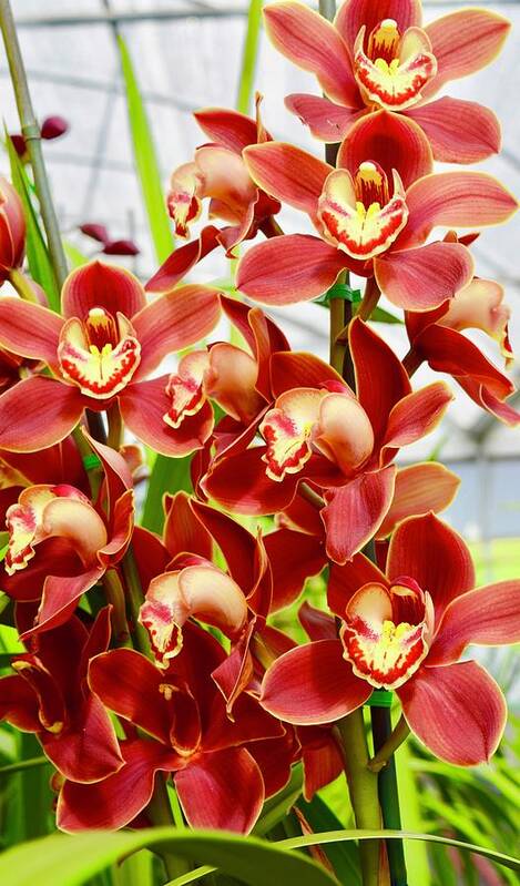Flower Poster featuring the photograph Red Cymbidium Orchids I by Bnte Creations