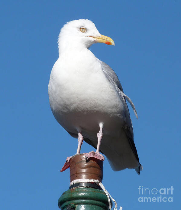 Birds Poster featuring the photograph Herring Gull #2 by Phil Banks