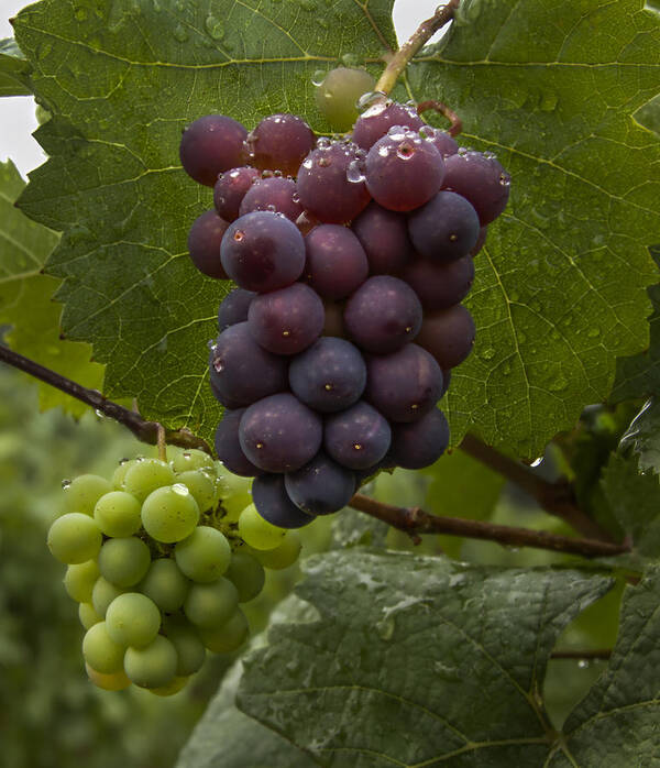 Grape Poster featuring the photograph Pinot Noir Grapes #1 by Jean Noren
