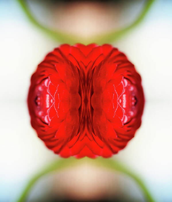Tranquility Poster featuring the photograph Red Ranunculus #1 by Silvia Otte