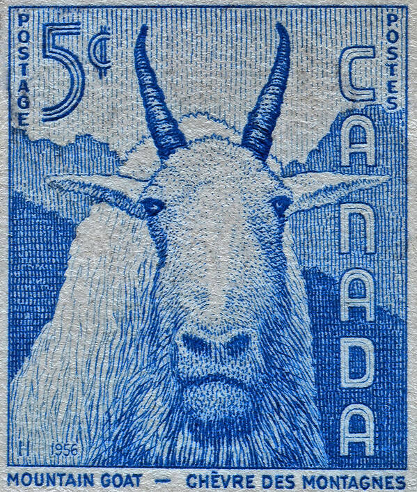 1956 Poster featuring the photograph 1956 Canada Mountain Goat Stamp by Bill Owen