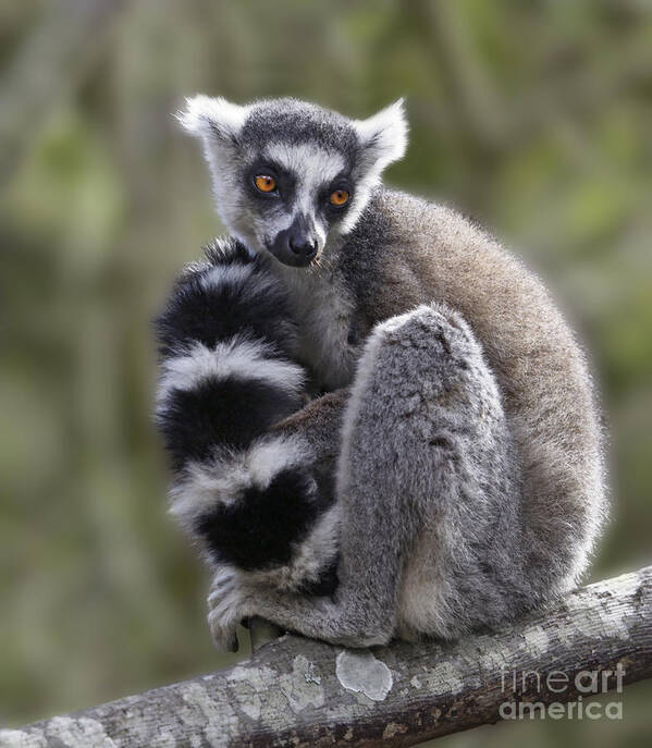 Ring-tailed Lemur Poster featuring the photograph Ring-tailed Lemur #1 by Liz Leyden