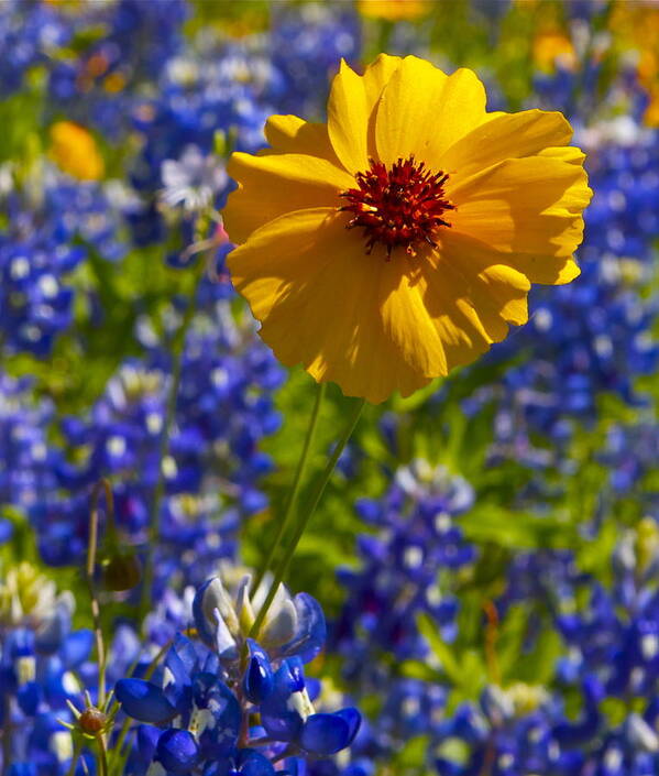 Wildflower Poster featuring the photograph Wildflowers #4 by John Babis