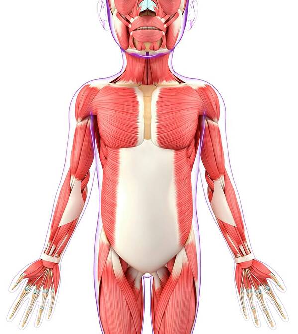 Artwork Poster featuring the photograph Child's Muscular System #8 by Pixologicstudio