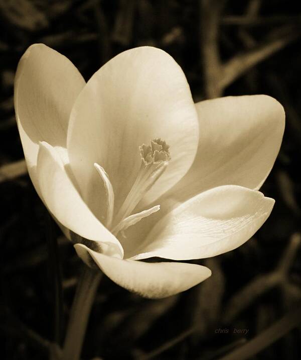 Crocus Poster featuring the photograph A New Beginning by Chris Berry