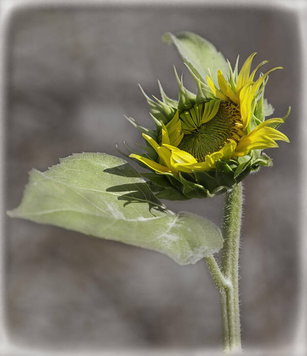 Sunflower Poster featuring the photograph A New Beginning by Thomas Young