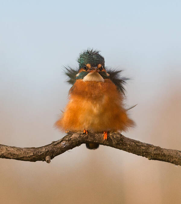 King Fisher Poster featuring the photograph Against Wind by Cheng Chang