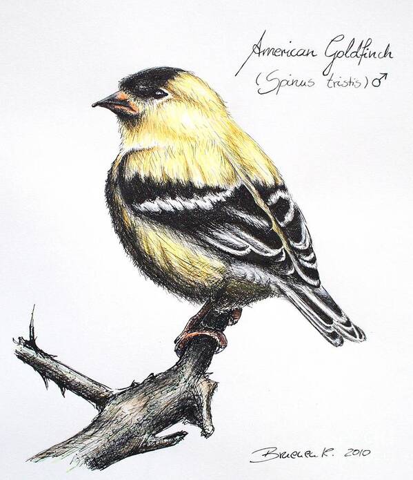 American Goldfinch Poster featuring the drawing American Goldfinch by Katharina Bruenen