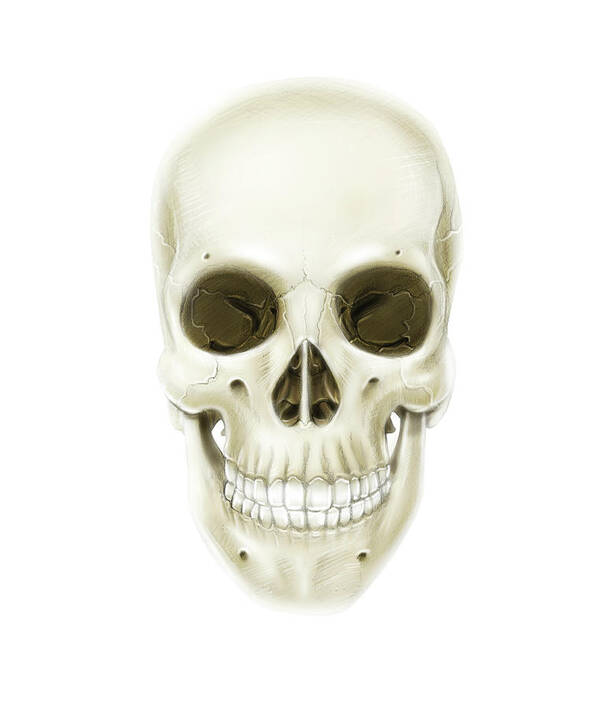 Vertical Poster featuring the photograph Anterior View Of Human Skull by Alan Gesek