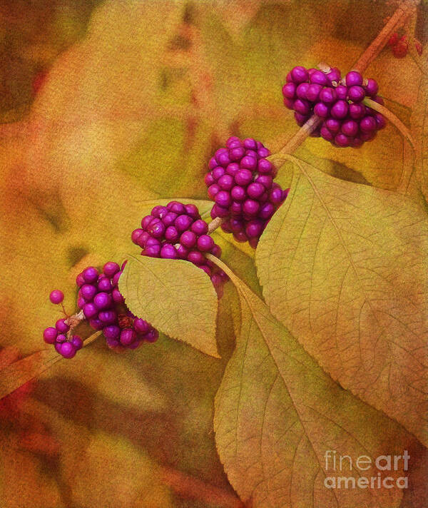 Berry Poster featuring the photograph Beautyberry by Judi Bagwell