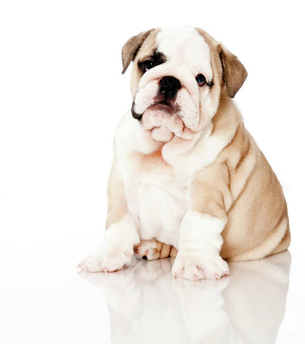 Pets Poster featuring the photograph Bulldog On High Key Background by Spartagates