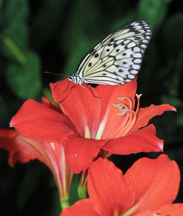 Lily Poster featuring the photograph Butterfly on a lily by Tracy Winter