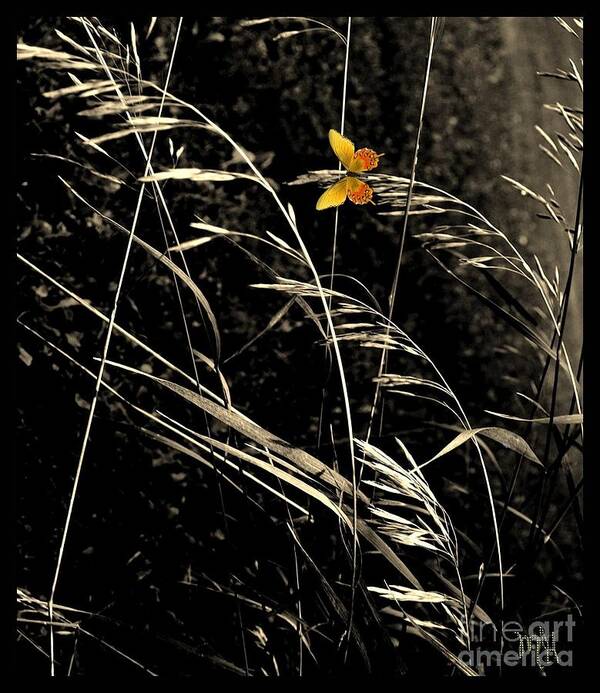 Photo Poster featuring the photograph Butterfly on Grasses by Marsha Heiken