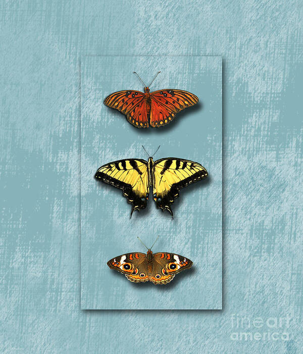 Butterfly Poster featuring the photograph Butterfly Trio by Deborah Smith