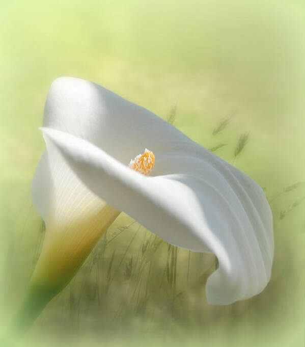 Flowers Poster featuring the digital art Calla Lily by Nina Bradica