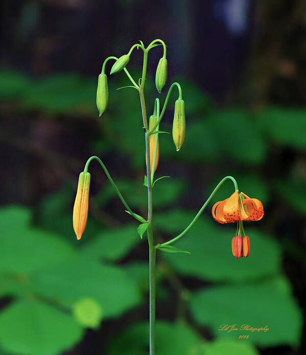 Nature Poster featuring the photograph Campground Flower by Jeanette C Landstrom