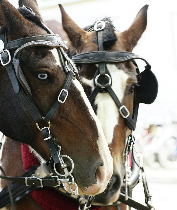Carriage Poster featuring the photograph Carriage Horse - 4 by Linda Shafer