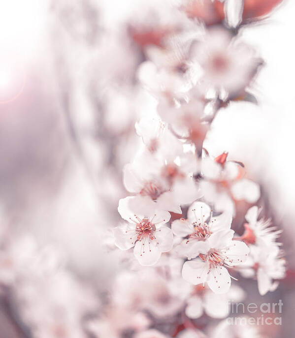 Abstract Poster featuring the photograph Cherry blossom by Anna Om