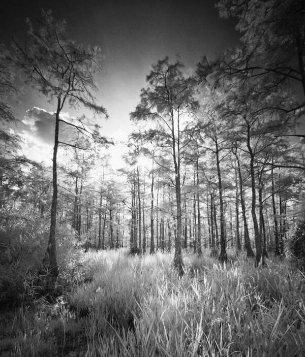 Big Poster featuring the photograph Cypress Trees In Big Cypress by Bradley R Youngberg