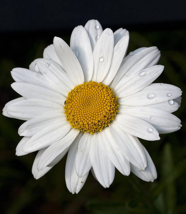 Cumc Poster featuring the photograph Daisy-1 by Charles Hite