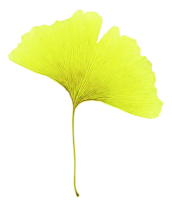 Ginkgo Leaf (ginkgo Biloba) Poster by Gustoimages/science Photo