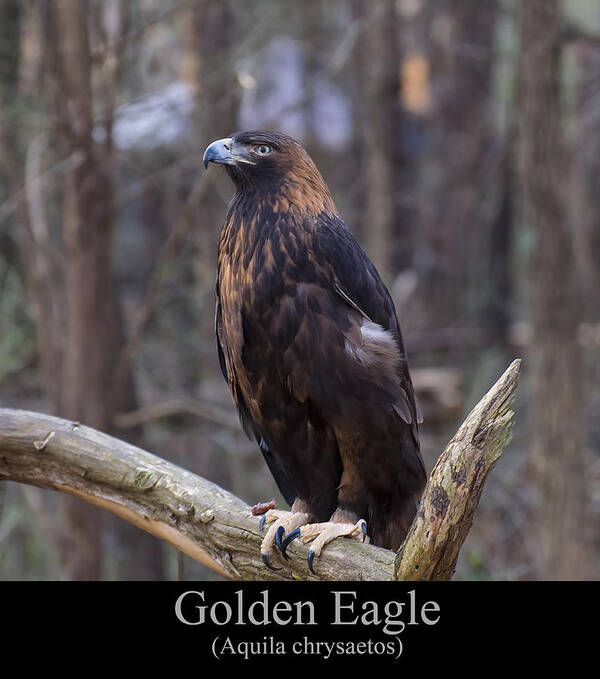 Class Room Posters Poster featuring the digital art Golden Eagle by Flees Photos