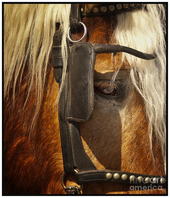 Horse Poster featuring the photograph Horses Eye by Barry Weiss