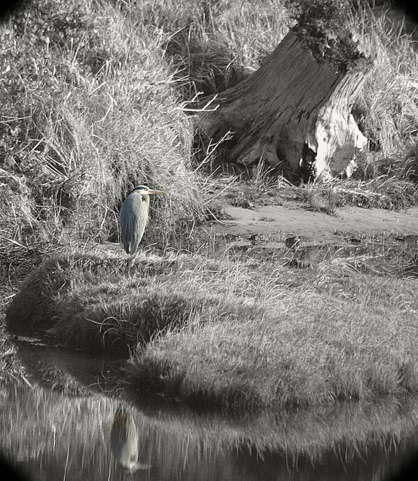Heron Poster featuring the photograph Just a Little Blue by HW Kateley