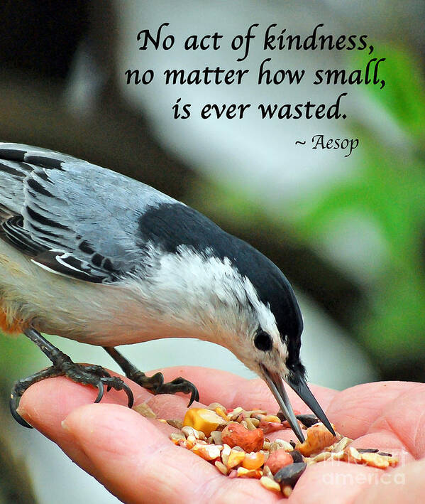 White-breasted Nuthatch Poster featuring the photograph Kindness Is Never Wasted by Kerri Farley