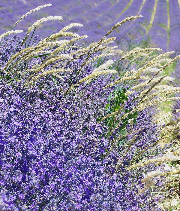 Lavender Poster featuring the digital art Lavender Field in Provence by Betsy Moran
