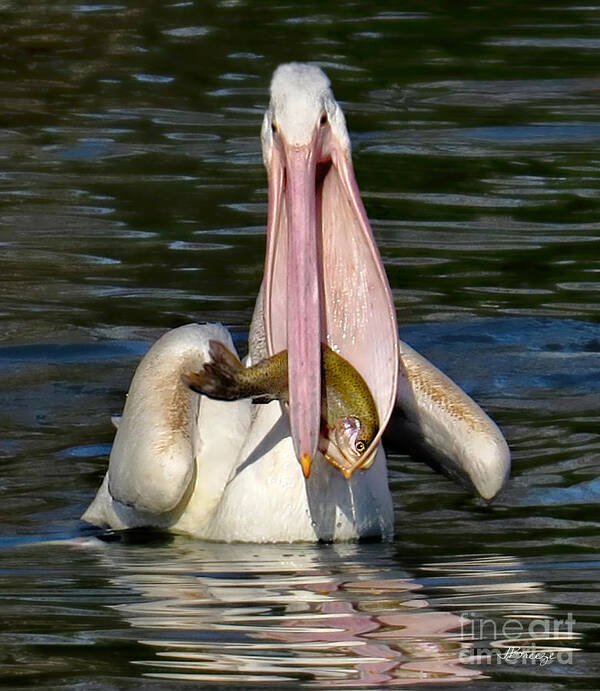 American White Pelican Poster featuring the photograph Look What I Caught by Jennie Breeze