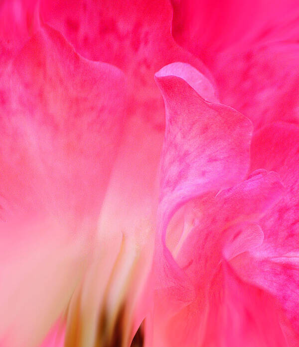 Roses Poster featuring the photograph Mermaid in Love by The Art Of Marilyn Ridoutt-Greene