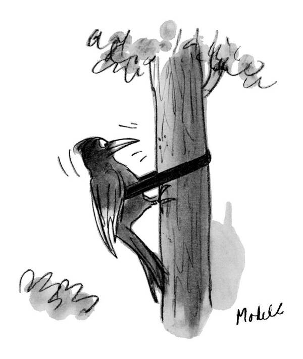 A Woodpecker Pecking On A Tree Is Wearing A Safety Belt Like Window Washers Do.) Woodpecker Poster featuring the drawing New Yorker July 7th, 1975 by Frank Modell