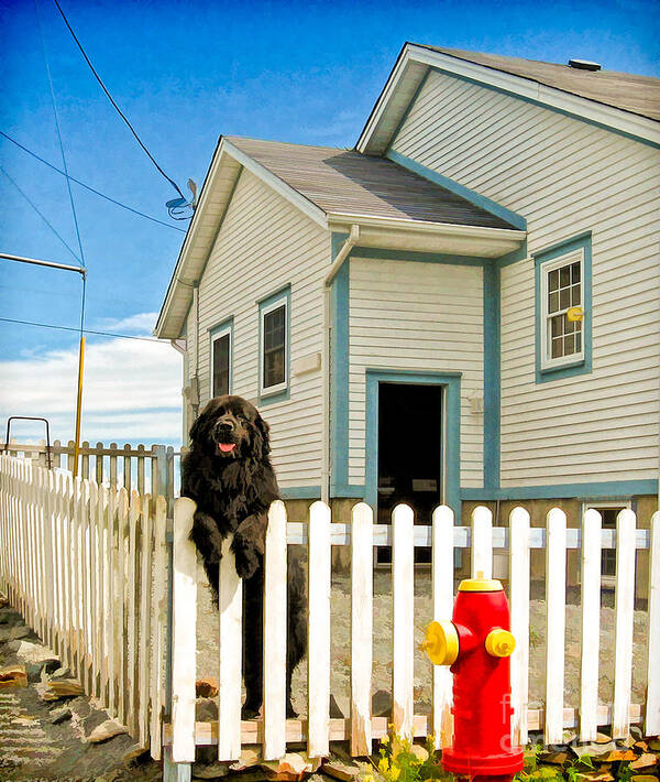 Newfoundland Poster featuring the photograph Newfoundland dog in Newfoundland by Les Palenik