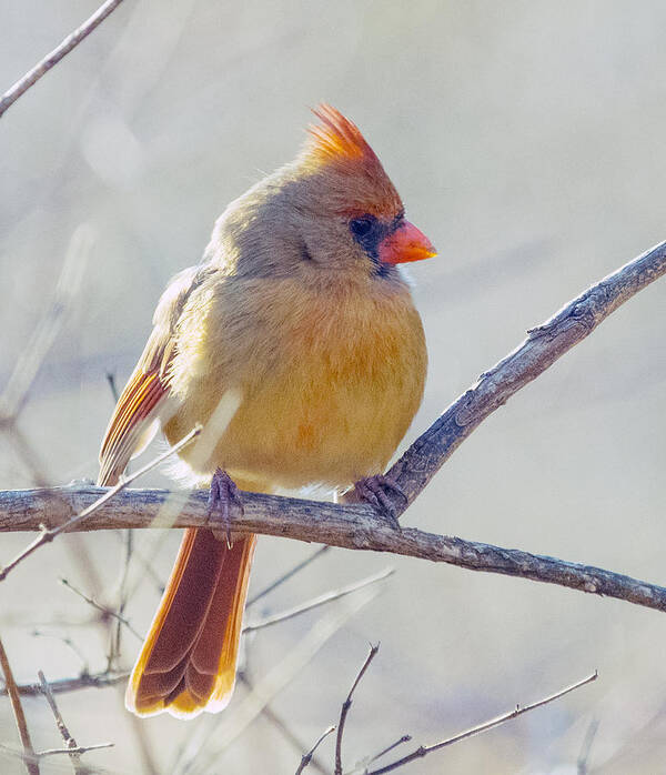 Wildlife Poster featuring the photograph Northern Cardinal Female by Paul Ross