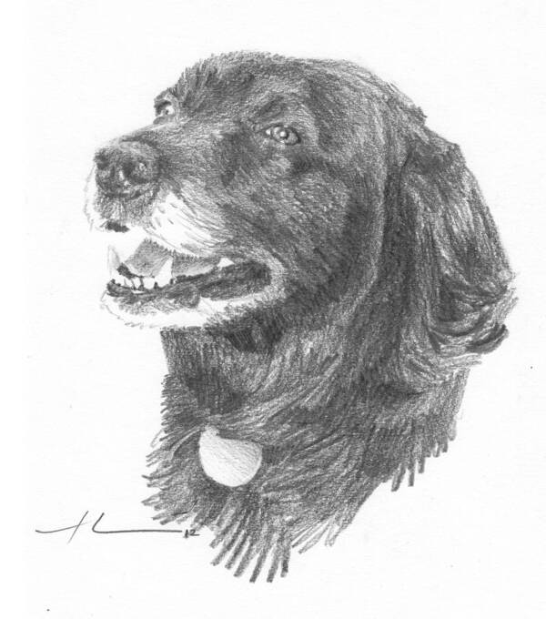 <a Href=http://miketheuer.com Target =_blank>www.miketheuer.com</a> Old Black Lab Pencil Portrait Poster featuring the drawing Old Black Lab Pencil Portrait by Mike Theuer