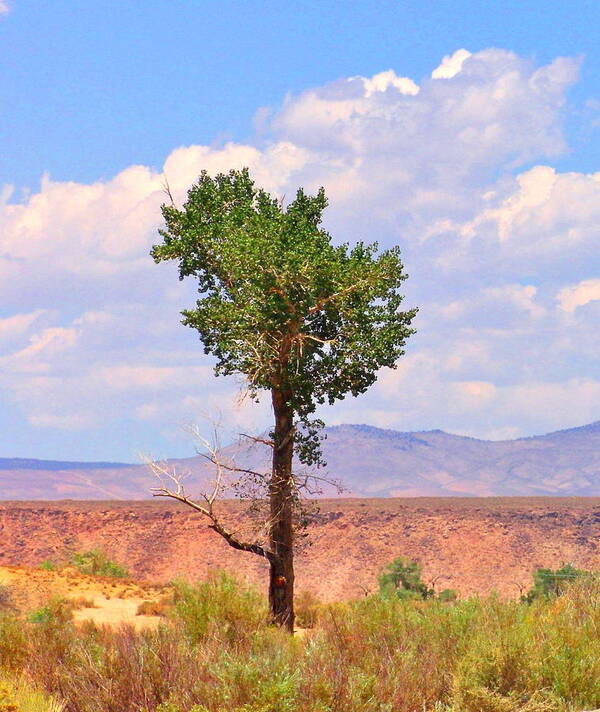 Tree Poster featuring the photograph One Tree by Marilyn Diaz