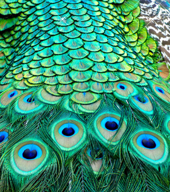 Peacock Poster featuring the photograph Peacock Back by Pat Exum