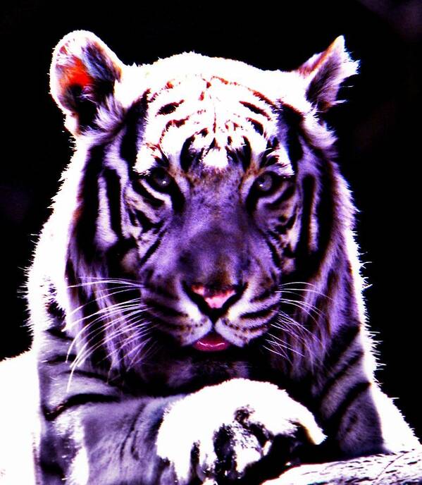 Purple Poster featuring the photograph Purle Tiger by Amanda Eberly