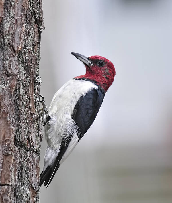 Red Headed Woodpecker Poster featuring the photograph Red-Headed Woodpecker by Lara Ellis