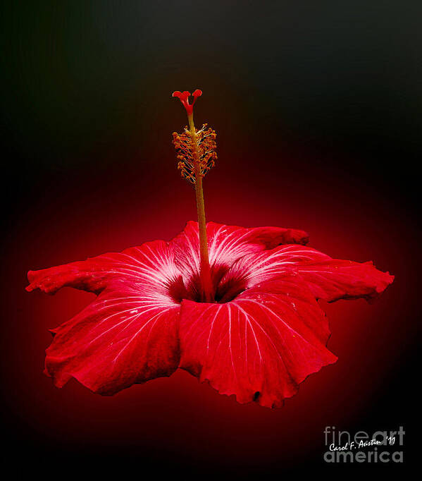 Tropical Flower Poster featuring the photograph Red Hibiscus Tropical Flower Wall Art by Carol F Austin