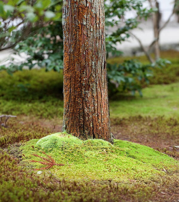 Outdoors Poster featuring the photograph Red Pine by Dale Robinson