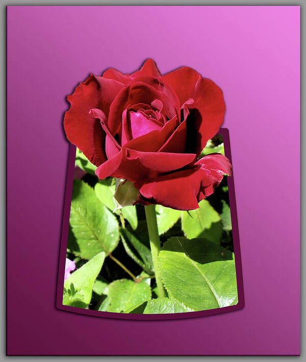 Red Rose Poster featuring the photograph Red Rose by Thomas Woolworth