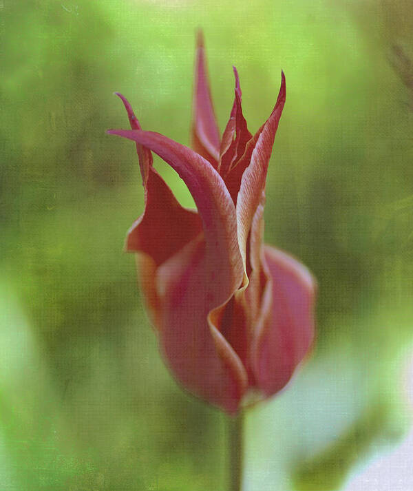 Red Poster featuring the photograph Red Tulip by Rick Hartigan